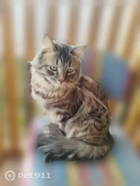 Пропала кошка, Гагарина, д. 5А, Реутов — котик в шлейке - photo