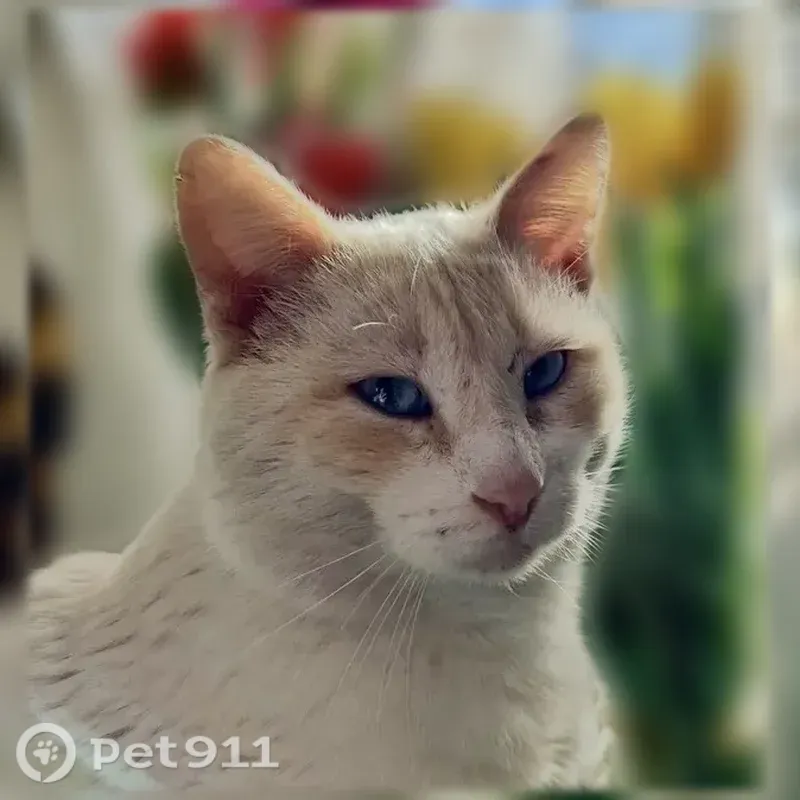 Пропала кошка, Энгельс, Российский, Энгельс — сиамский кот Тайсон, голубые глаза - photo