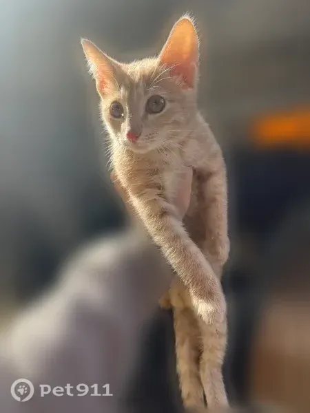 Найдена кошка, Ярославль — ласковая, похожа на домашнюю - photo