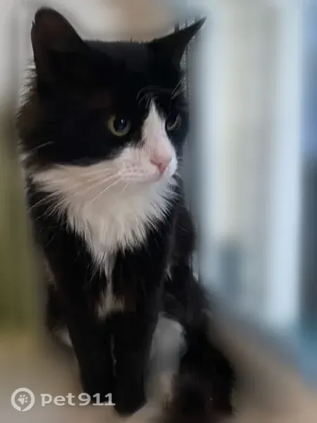 Пропала кошка, Село Чубовка, М.Горького, д. 64А, Чубовка — кот, 3 года, бежевый ошейник - photo