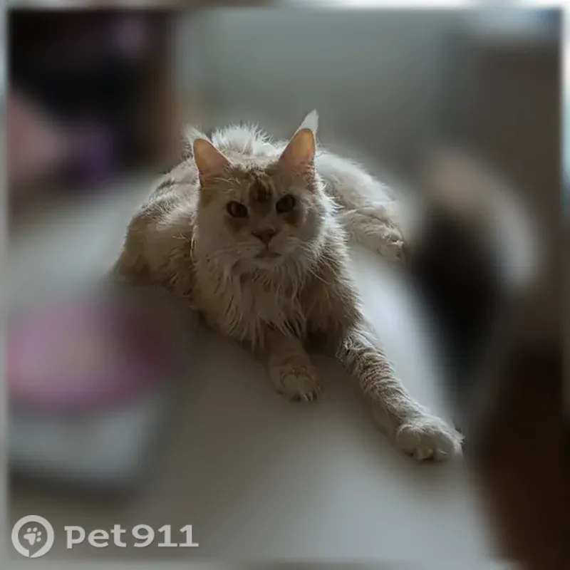 Пропала кошка, Воронеж, 9 Января, д. 302 — мейн-кун, песочный окрас - photo