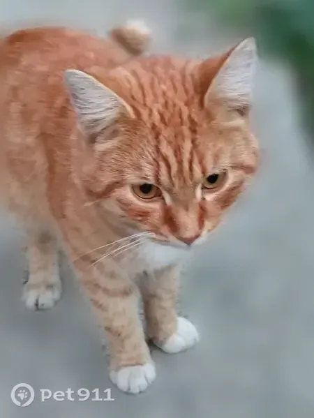 Найдена кошка, Виноградный 5-й, д. 11, Пенза — молодой рыжий кот - photo