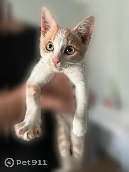 Кошка ищет дом, Москва — полосатый котёнок 3–4 месяцев, приучен к лотку - photo