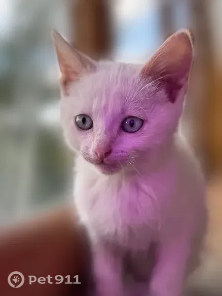 Кошка ищет дом, Пенза — котята: серенькая девочка и бело-рыжие мальчики - photo
