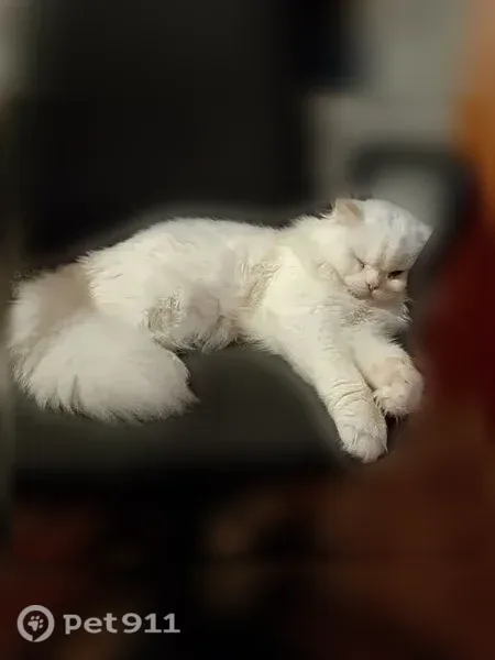 Пропала кошка, Северск — белый пушистый кот - photo