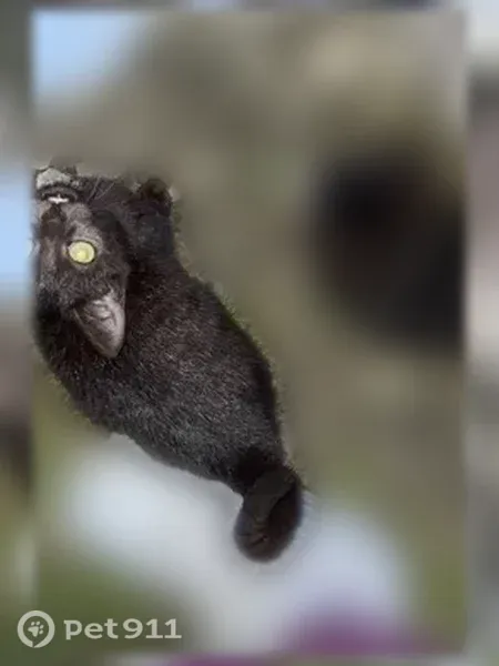 Кошка ищет дом, Пенза — котята ласковые и контактные - photo