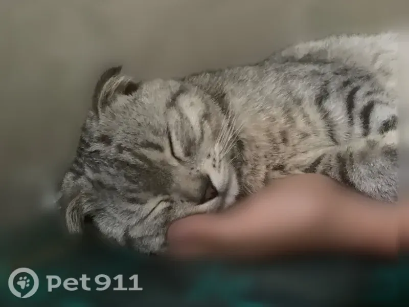 Пропала кошка, Ленинградский, д. 83, Ярославль — кот с чёрными полосками - photo