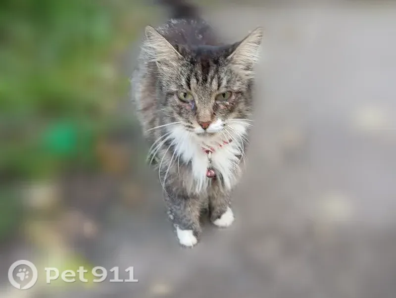 Кошка ищет дом, Кострома — больные глазки и старый ошейник - photo