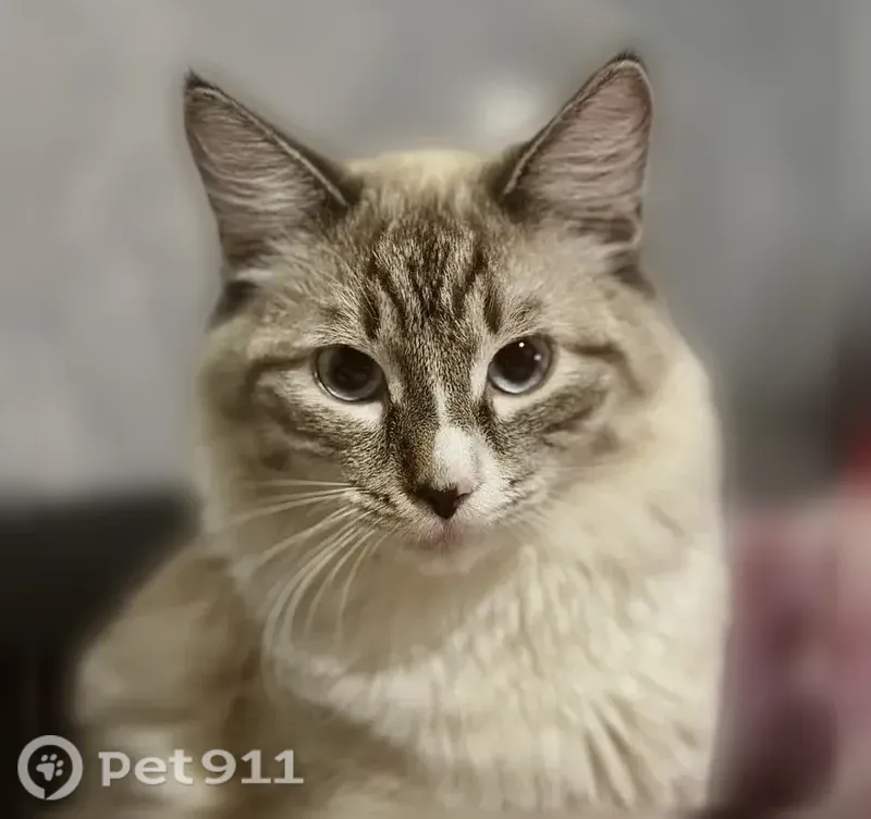 Пропала кошка, Пушкина, д. 47, Иваново — пепельный окрас - photo