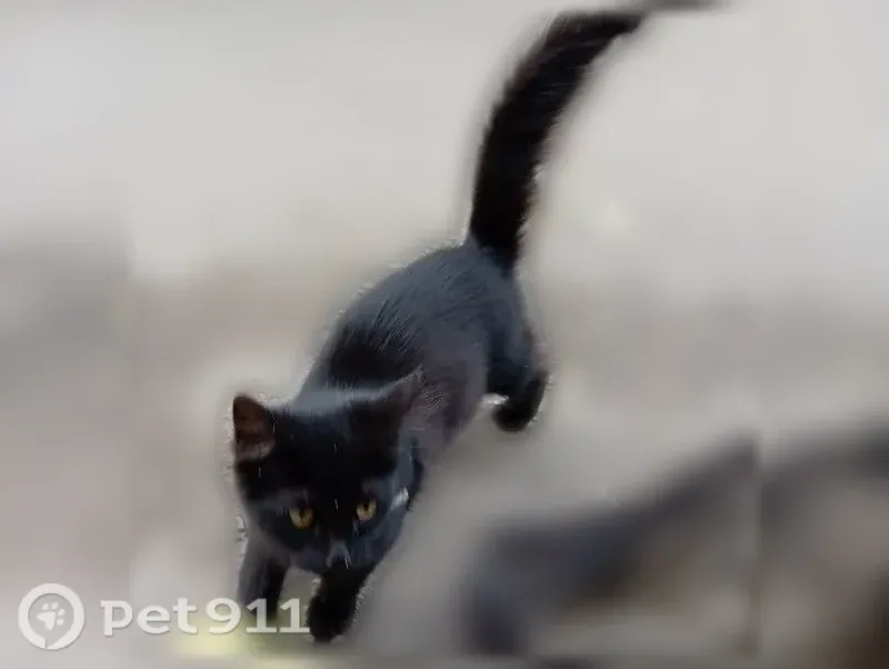 Кошка ищет дом, Кострома — чёрный игривый котёнок, не сильно пугливый - photo