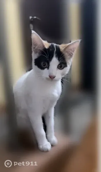 Кошка ищет дом, Хабаровск, Краснореченская, д. 64, Хабаровск — около 3 месяцев, ласковая - photo