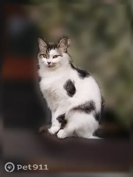 Кошка ищет дом, Омск — ласковая, чистоплотная - photo