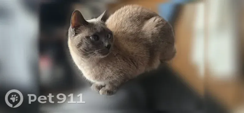 Пропала кошка, Ленина, д. 36, Орехово-Зуево — пугливая тайская кошка - photo