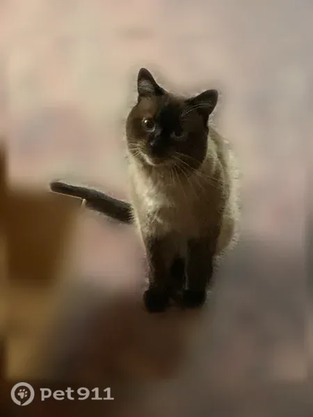 Пропала кошка, Свободы, д. 37, Красноуфимск — котик с белым пятном на грудке - photo