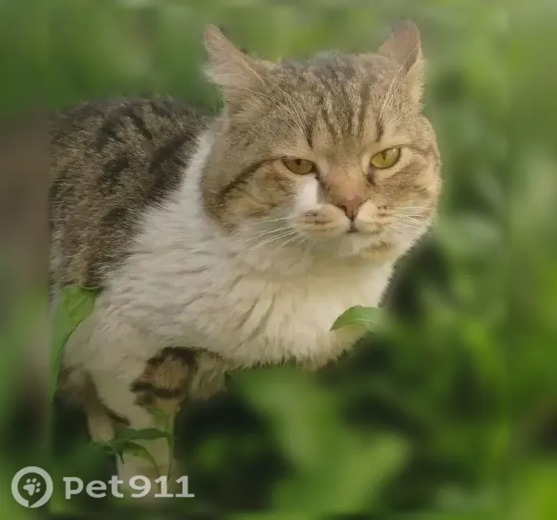 Пропала кошка, Нурлат, Нурлат — белое пятно как слеза под глазом - photo