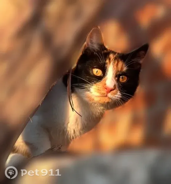 Пропала кошка, Ростов-на-Дону, Бакинский, д. 29, Ростов-на-Дону — одно ухо черное, другое рыжее - photo