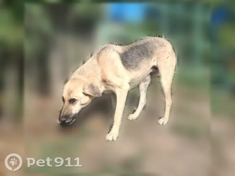 Собака ищет дом, Малиновая, Волгоград — пугливая, откликается на Найду - photo