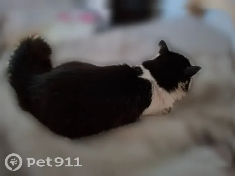 Кошка ищет дом, Вятские Поляны — найдена после травмы - photo