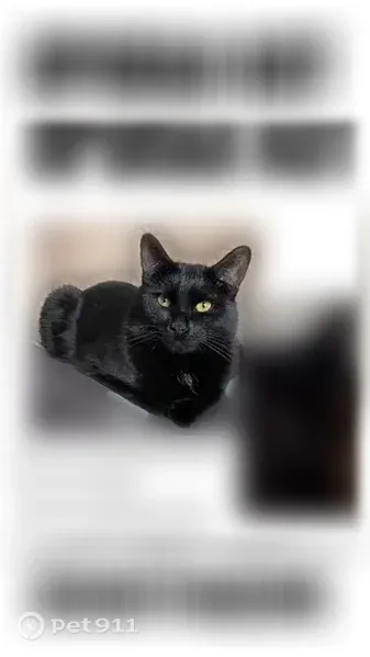 Пропала кошка, Безенгийская, д. 45, Нальчик — чёрная, с золотистым ошейником - photo