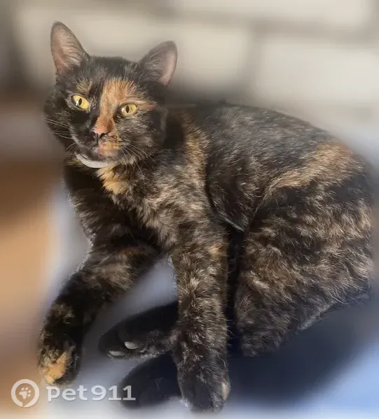 Пропала кошка, Район Приокский (г Нижний Новгород), Спасский, д. 2, Нижний Новгород — черепаховая, потеряла ошейник - photo