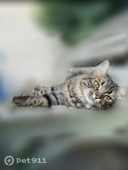 Пропала кошка, Привольная, Ставрополь — пушистая, серо-чёрная - photo