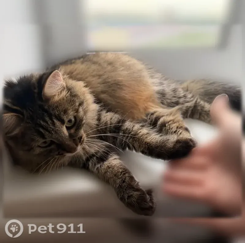 Найдена кошка, Рябинина, д. 8, Йошкар-Ола — сибирская, около 1 года - photo