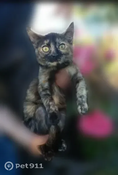 Кошка ищет дом, Чебоксары — ласковая, общительная, приучена к лотку - photo
