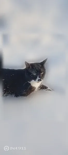 Пропала кошка, Мариуполь, Приморский, д. 48, Мариуполь — метис со смокинговым окрасом - photo