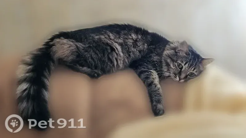 Пропала кошка, Ботевградская, д. 18, Саранск — пугливый кот - photo