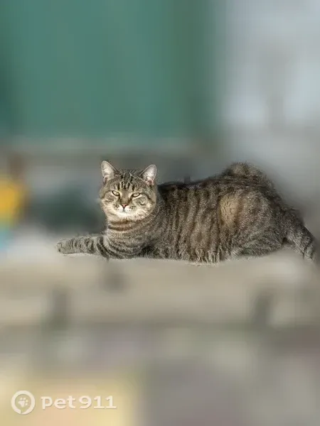 Пропала кошка, Комсомольская, Магнитогорск — короткий хвост - photo