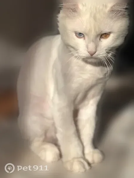 Пропала кошка, Ленина, д. 37/2, Сургут — пушистая, с разными глазами - photo
