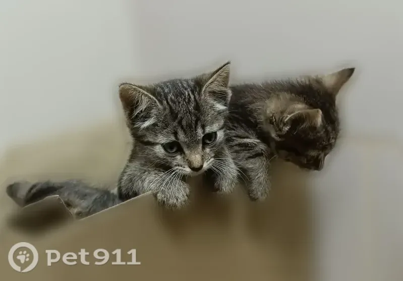Кошка ищет дом, Ликино-Дулёво — котята 1,5 месяца, ручные и спокойные - photo