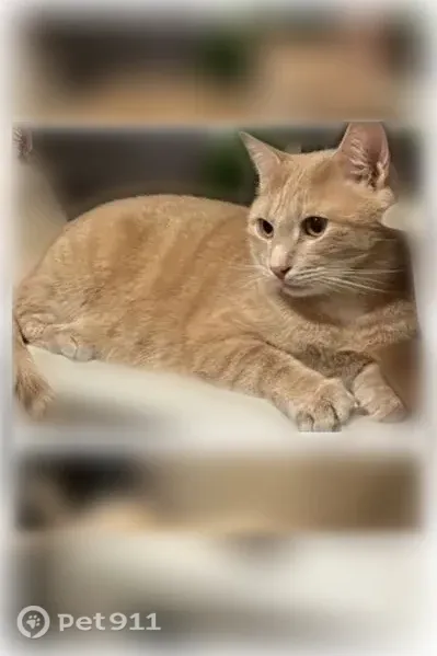Пропала кошка, Район Октябрьский (г Тамбов), Подвойского, д. 7, Тамбов — кот Батон, светло-рыжий и крупный - photo