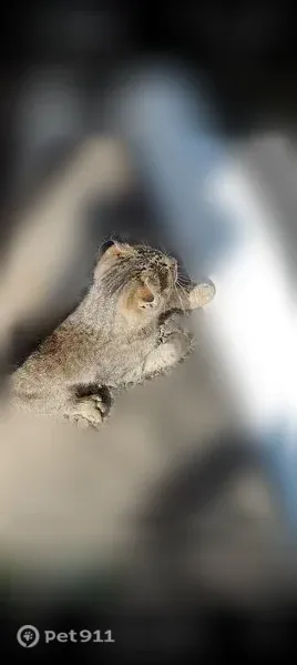 Кошка ищет дом, Электросталь — ласковая, вислоухая, до года - photo
