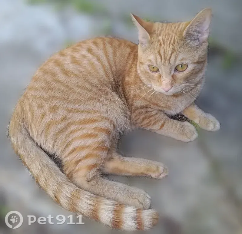 Пропала кошка, Кострома, Мира, Кострома — рыжая, с серым ошейником и трекером - photo