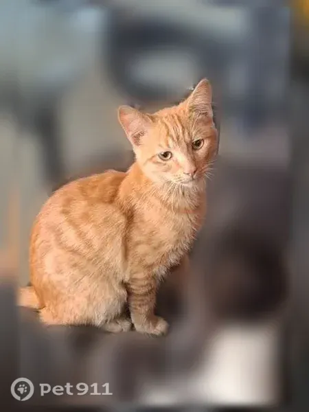 Кошка ищет дом, Радиаторный, Ростов-на-Дону — рыжий котёнок - photo