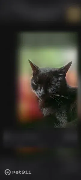 Пропала кошка, Асбест, имени В.И. Ленина, д. З7, Асбест - photo