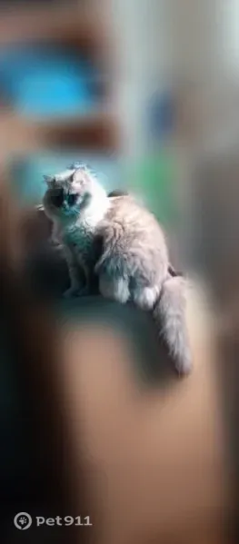 Пропала кошка, Сокол, Клубная, д. 8, Сокол — серо-белый невский маскарадный кот - photo
