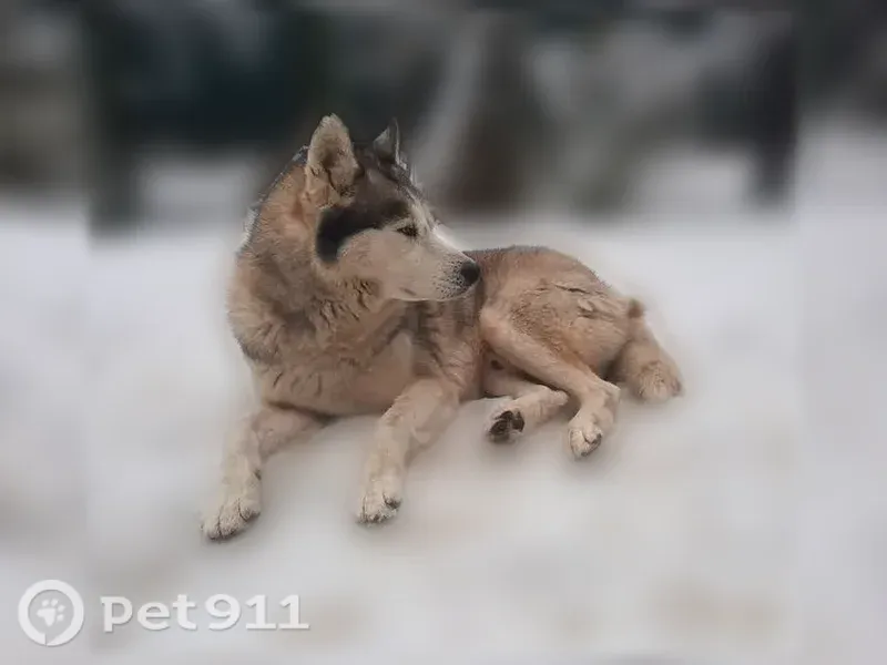 Пропала собака, Тепличная, Сочи — кобель 7 лет - photo