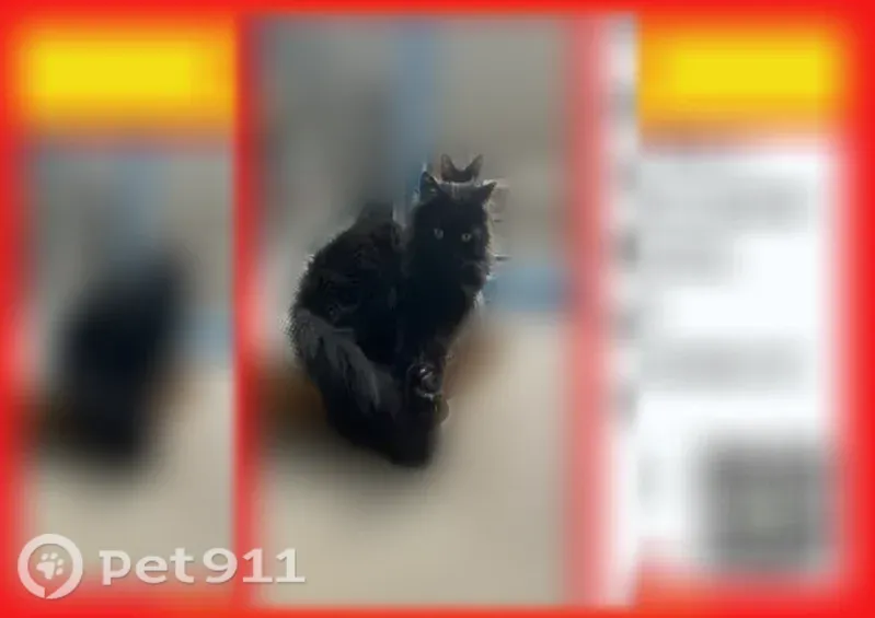 Пропала кошка, Давыдовский-3, Кострома — мужского пола - photo