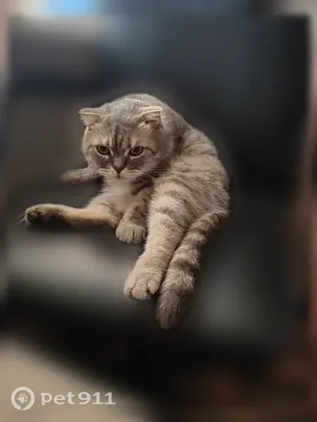 Пропала кошка, Дуниловская, д. 33А, Шуя — серый британский кот - photo