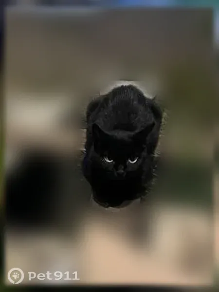 Кошка ищет дом, Йошкар-Ола, Ленинский, д. 15Е — 2 котёнка и взрослая кошка - photo