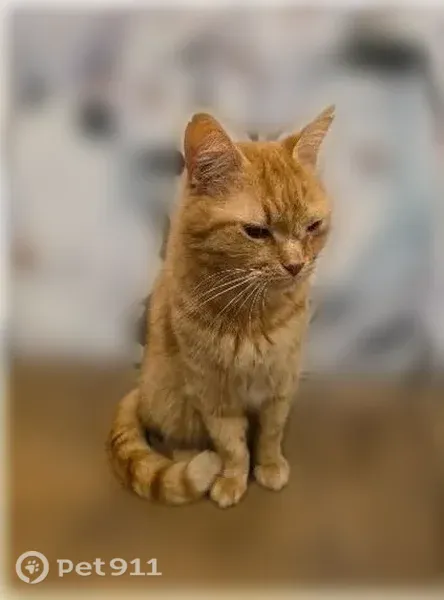 Пропала кошка, Район Привокзальный (г Тула), Полюсная, д. 64, Тула — крупный рыжий кот - photo