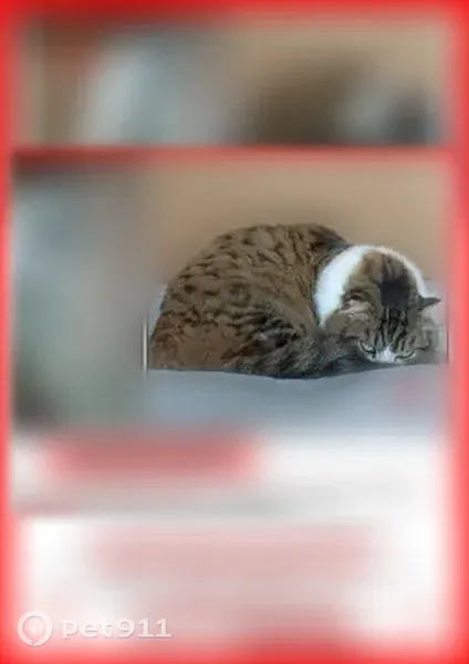 Пропала кошка, Деревня Лисавино (г Волоколамск), Волоколамск — пропала 2 месяца назад - photo
