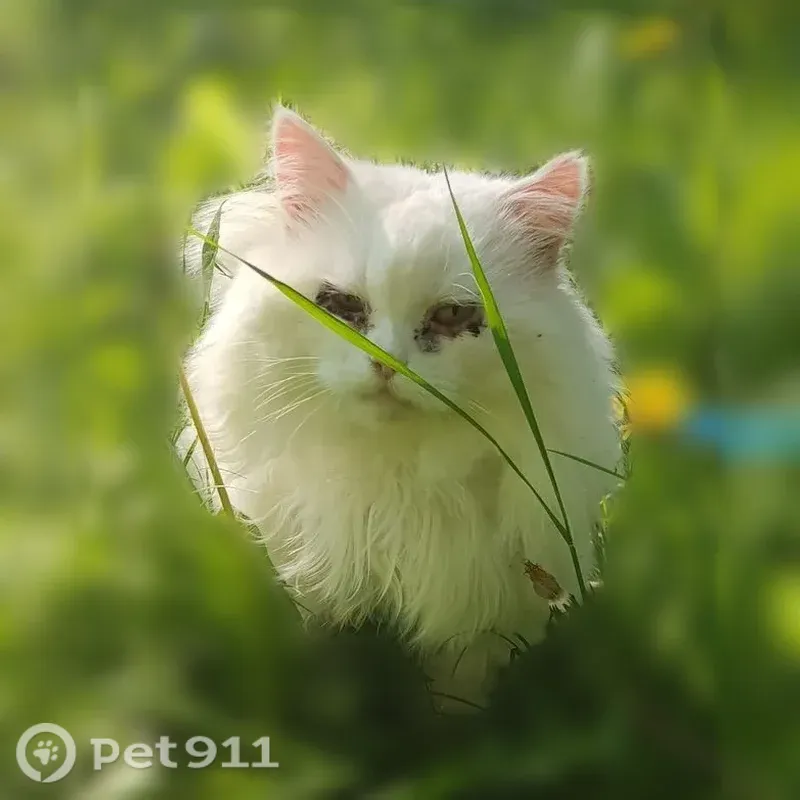 Пропала кошка, Кауля, д. 7, Тула — есть выделения из глаз - photo