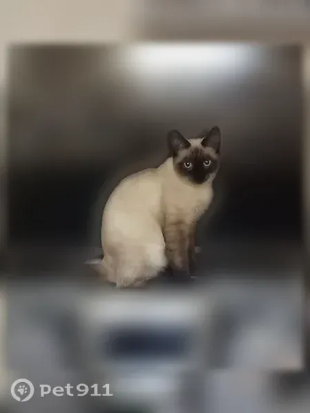 Пропала кошка, кот, Струнино, Больничный, д. 15, Струнино — белое пятно на задней левой лапке - photo
