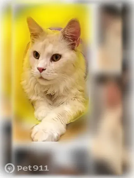 Пропала кошка, Каменный, д. 67, Ставрополь — бело-рыжий худощавый кот в ошейнике - photo