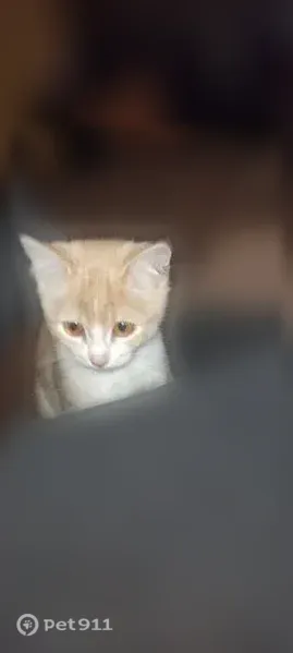 Пропала кошка, Учалы, Бурзянская, д. 31, Учалы — светло-рыжий мальчик - photo