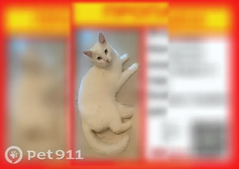 Пропала кошка, Кострома, Ивановская, Кострома - photo