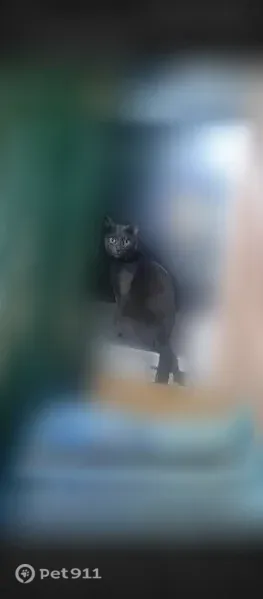 Пропала кошка, Село Павловск, Полушкина, д. 66, Павловск — 7 лет, гладкая дымчатая шерсть - photo